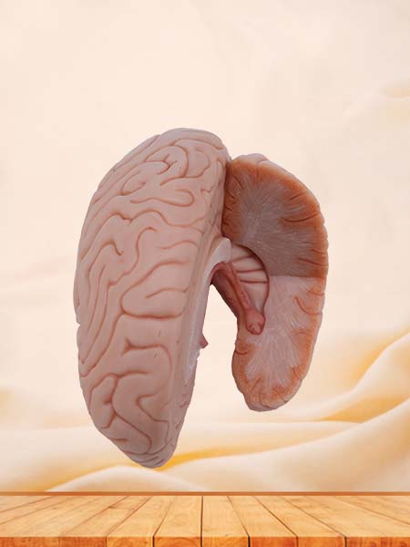 Soft Simulated Hippocampus and Fornix Anatomy Model