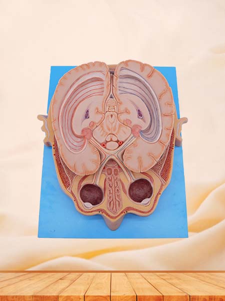 Horizontal Section of Eyeball Through Optic Chiasma Anatomy Model