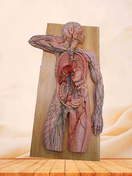 Soft Simulated Human Lymphatic System Anatomy Model