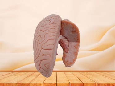 Silicone Hippocampus and Fornix Model