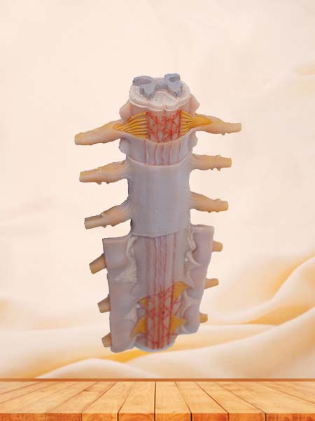 Soft Simulated Tunica of Spinal Cord Anatomical Model