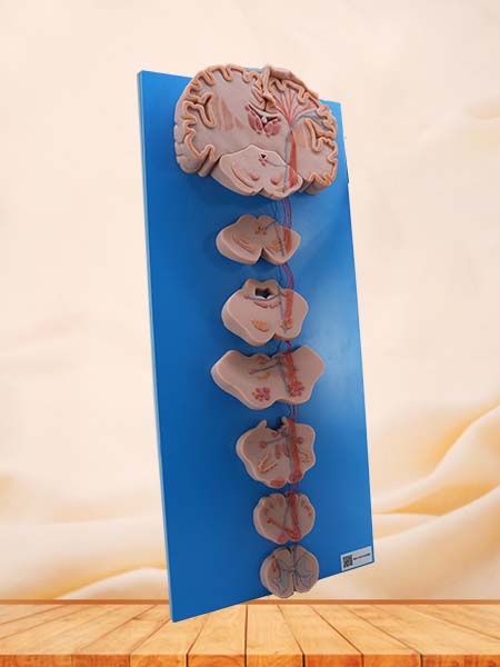 Soft Simulated Conduction Bundle of Vertebral System Anatomy Models