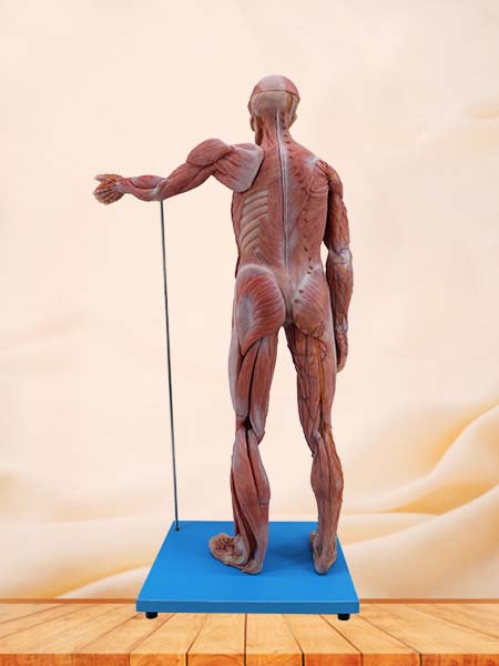 Soft Simulated 80cm Muscles Anatomy of Human Body Model