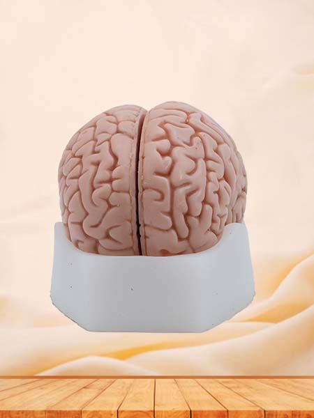 Soft Simulated Brain Anatomy Model