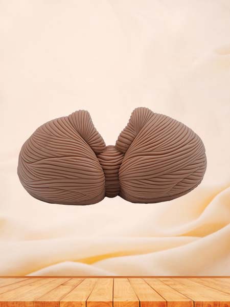 Soft Simulated Cerebellum Anatomy Model