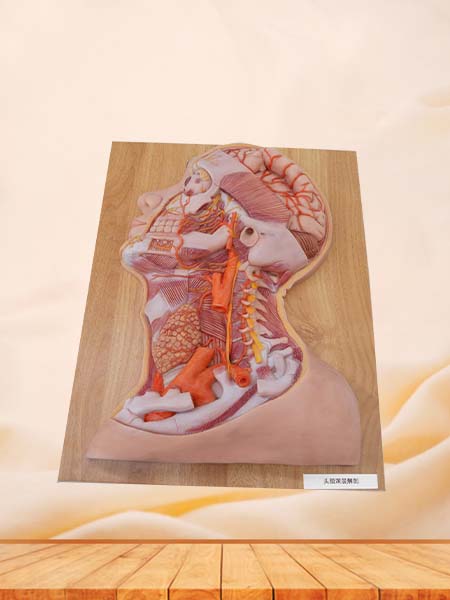 Deep Arteries and Nerves of Head and Neck Anatomy Model