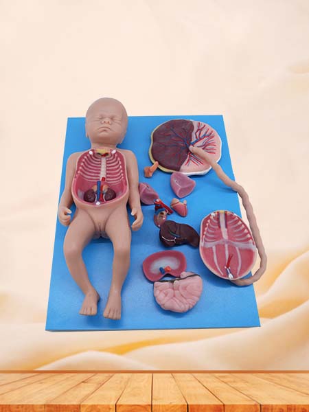 Soft Full-term Fetal Blood Circulation with Placenta and Internal Organs Anatomy Model