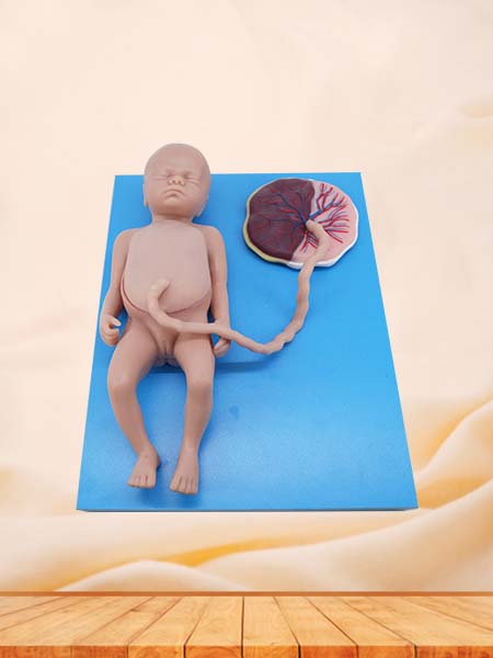 Soft Full-term Fetal Blood Circulation with Placenta and Internal Organs Anatomy Model