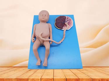 Soft Full-term Fetal Blood Circulation with Placenta and Internal Organs Silicone Model