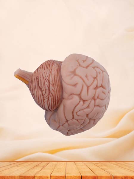 Soft Simulated Half Brain Anatomy Model