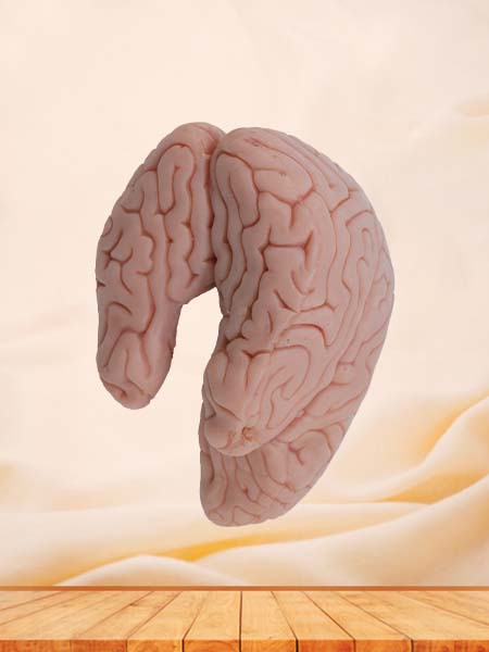 Soft Simulated Hippocampus and Fornix Anatomy Model