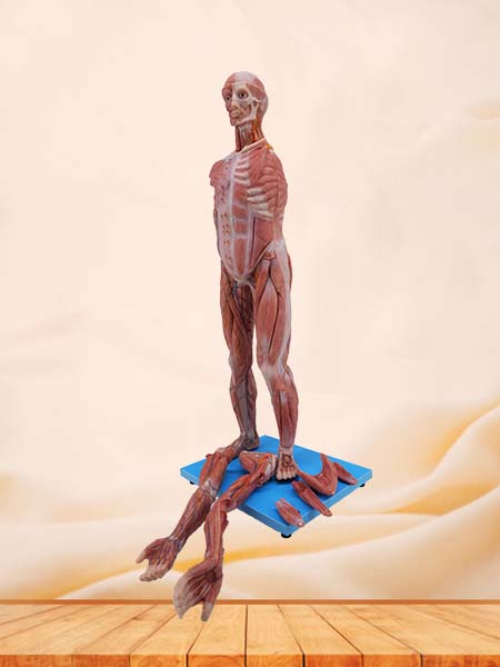 Soft Simulated 80cm Muscles Anatomy of Human Body Model