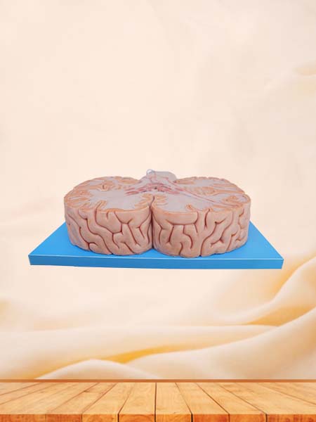 Soft Simulated Conduction Bundle of Vertebral System Anatomy Model