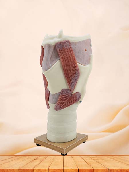 Soft Simulated Enlarged Larynx Anatomical Model