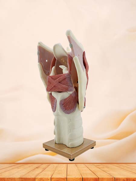 Soft Simulated Enlarged Larynx Anatomical Model