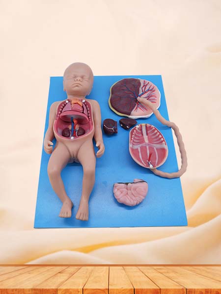 Soft Full-term Fetal Blood Circulation with Placenta and Internal Organs Anatomy Model