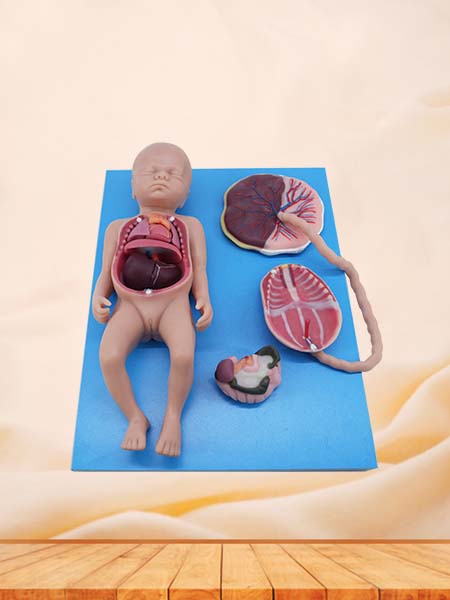 Soft Full-term Fetal Blood Circulation with Placenta and Internal Organs Anatomy Model