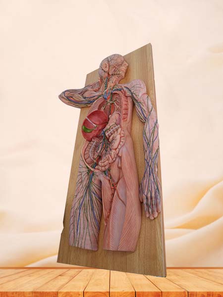 Soft Simulated Human Lymphatic System Anatomy Model