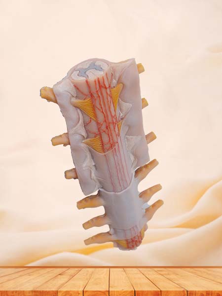 Soft Simulated Tunica of Spinal Cord Anatomical Model