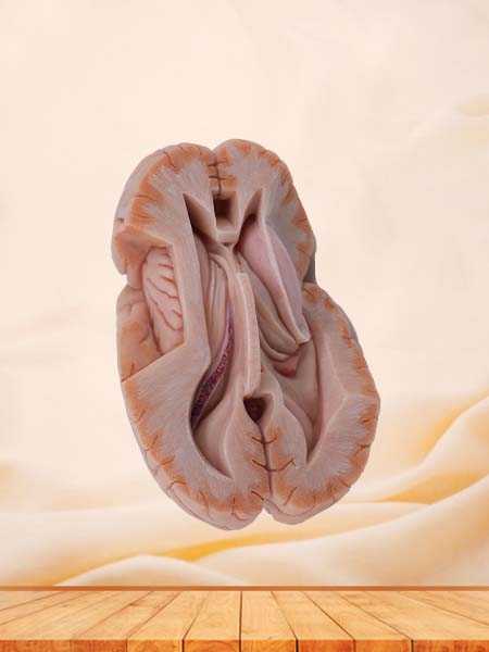 Soft Simulated Ventricle Anatomy Model