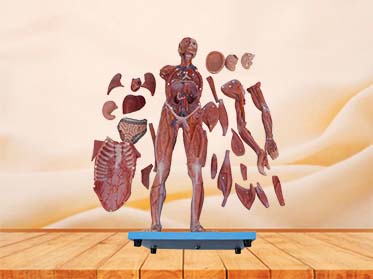 Soft Simulated 80cm Muscles Anatomy of Body Model