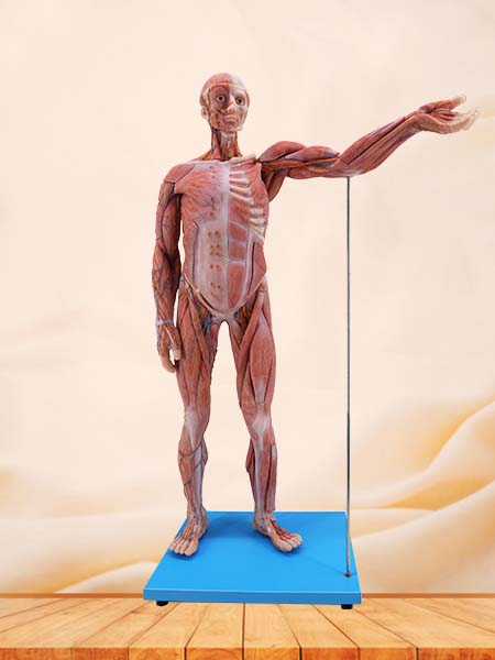 Soft Simulated 80cm Muscles Anatomy of Human Body Model