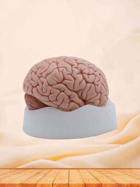 Soft Simulated Brain Anatomy Model