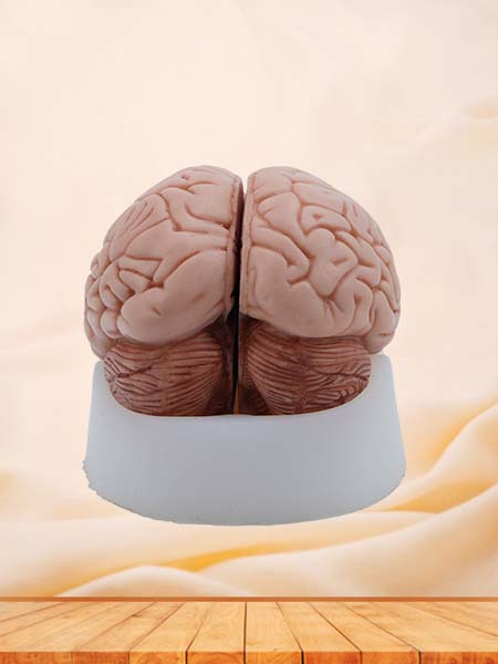 Soft Simulated Brain Anatomy Model