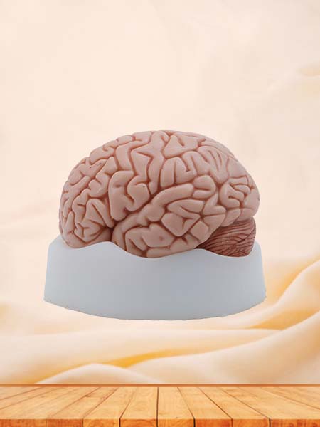 Soft Simulated Brain Anatomy Model