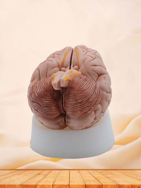 Soft Simulated Brain Anatomy Model