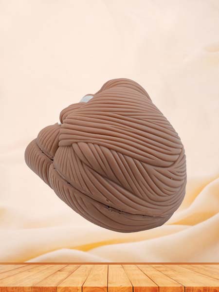 Soft Simulated Cerebellum Anatomy Model