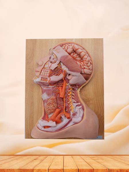 Deep Arteries and Nerves of Head and Neck Anatomy Model