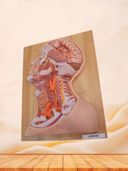 Deep Arteries and Nerves of Head and Neck Anatomy Model