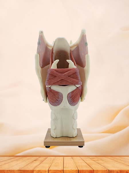 Soft Simulated Enlarged Larynx Anatomical Model