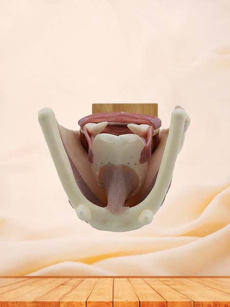 Soft Simulated Enlarged Larynx Anatomical Model