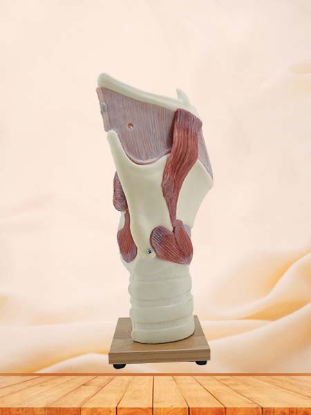 Soft Simulated Enlarged Larynx Anatomical Model