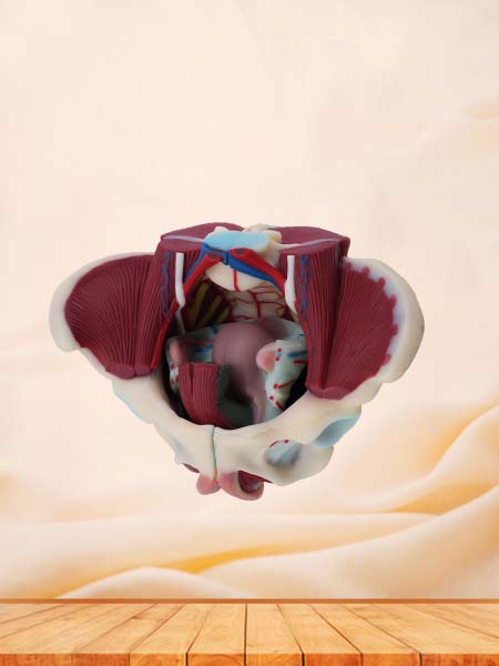 Soft Simulated Female Pelvis With Muscles and Uterus Model