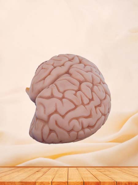 Soft Simulated Half Brain Anatomy Model