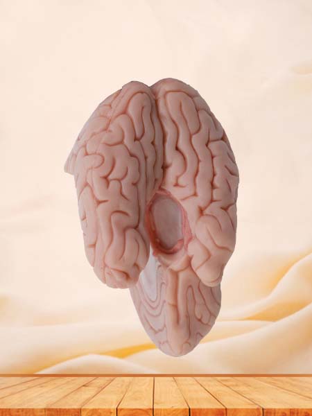 Soft Simulated Hippocampus and Fornix Anatomy Model