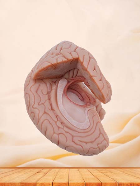 Soft Simulated Hippocampus and Fornix Anatomy Model