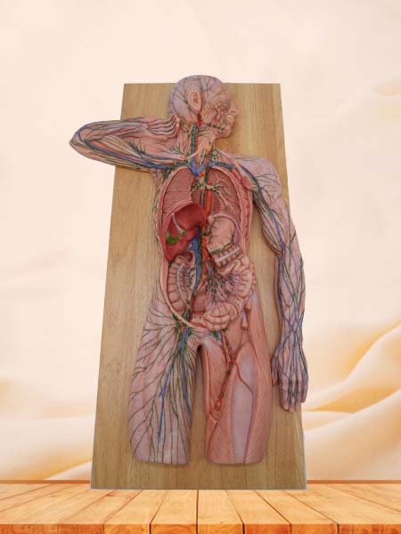 Soft Simulated Human Lymphatic System Anatomy Model