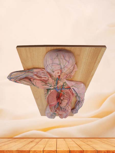 Soft Simulated Human Lymphatic System Anatomy Model