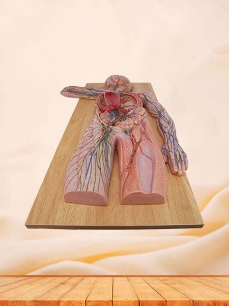 Soft Simulated Human Lymphatic System Anatomy Model