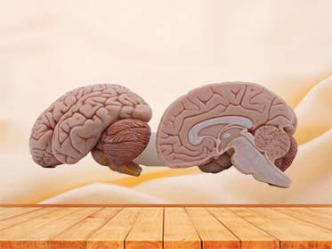 Soft Simulated Silicone Brain Anatomy Model