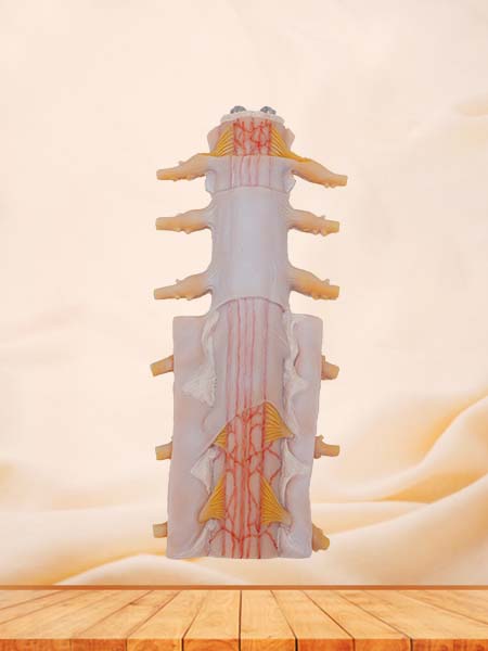 Soft Simulated Tunica of Spinal Cord Anatomical Model