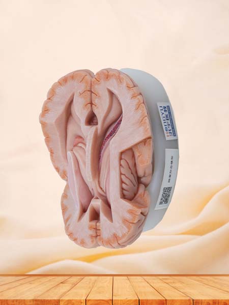 Soft Simulated Ventricle Anatomy Model