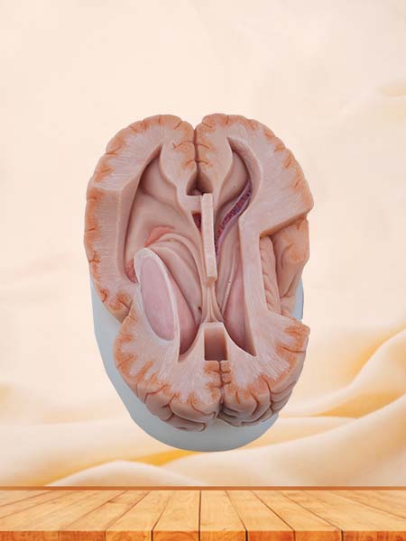 Soft Simulated Ventricle Anatomy Model