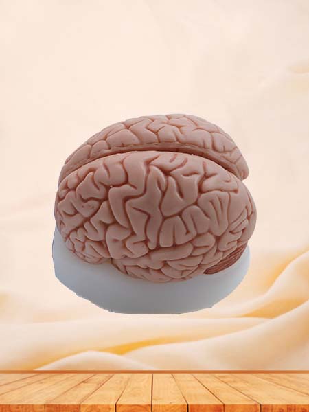 Soft Simulated Brain Anatomy Model