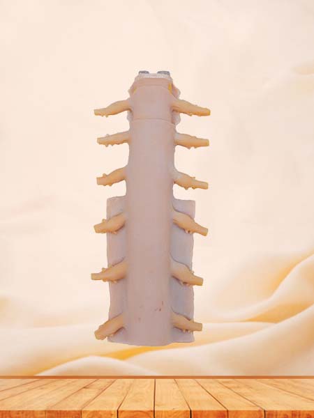 Soft Simulated Tunica of Spinal Cord Anatomical Model