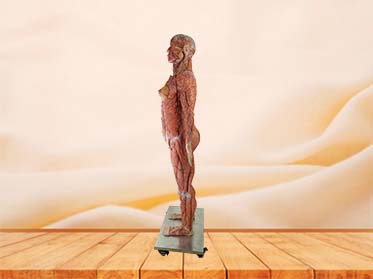 Silicone high simulation human anatomy model